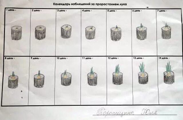Наблюдение за ростом лука таблица 4 класс Эксперимент наблюдение за ростом лука