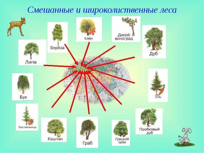 Растительный мир смешанных и широколиственных лесов. Животный мир смешанных и широколиственных лесов Евразии. Широколиственные леса Евразии растительный мир. Растения смешанных и широколиственных лесов в России. Широколиственные растительность и животный мир