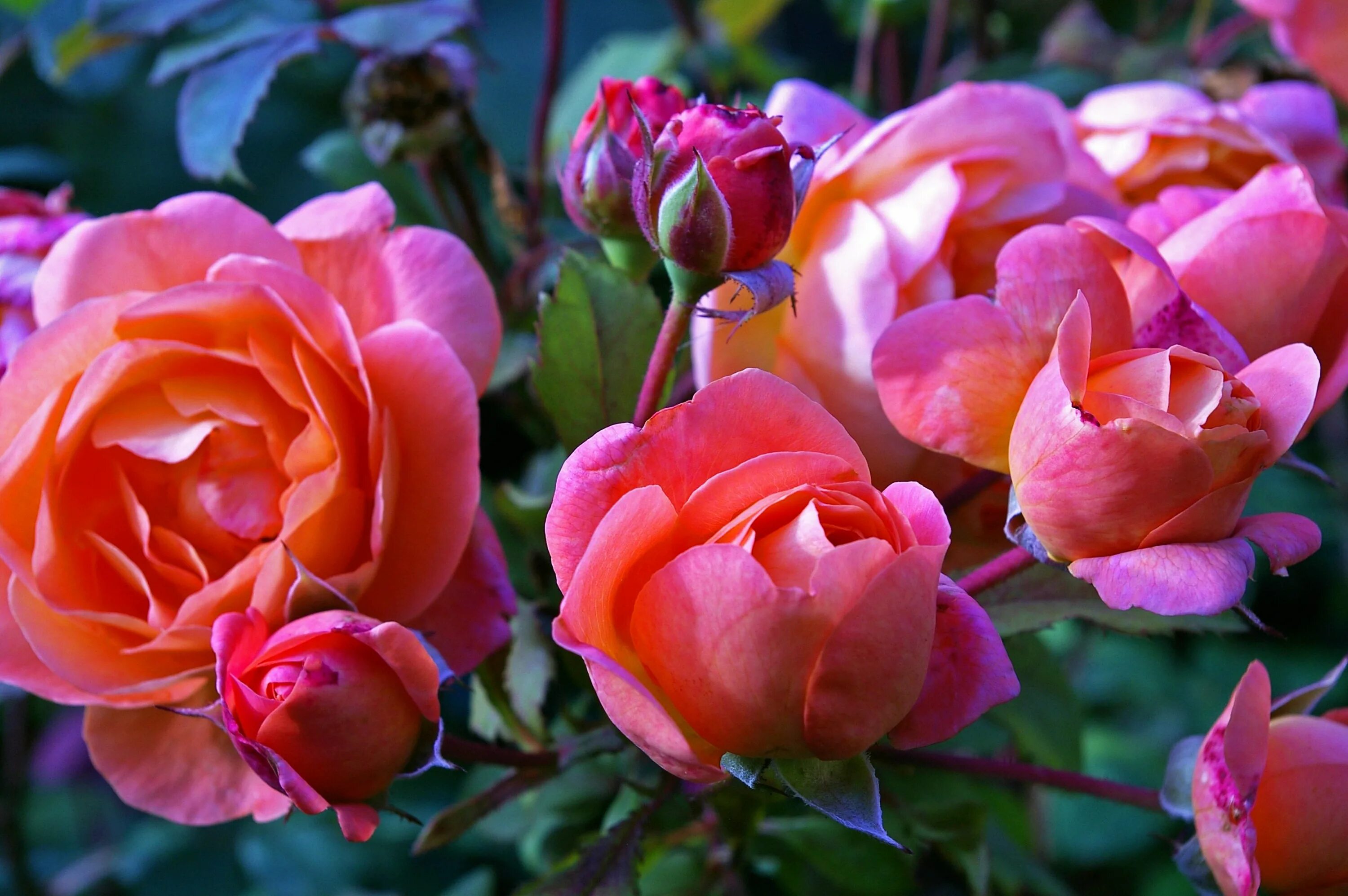 Розы флорибунда бьютифул Гарден. Красивый куст роз