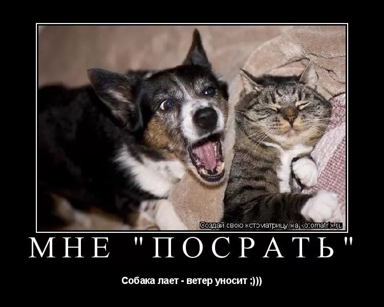 Пускай собака лает. Оставайся невозмутимым это всех бесит. собака лает ветер уносит. оставайся невозмутим. кот и собака.