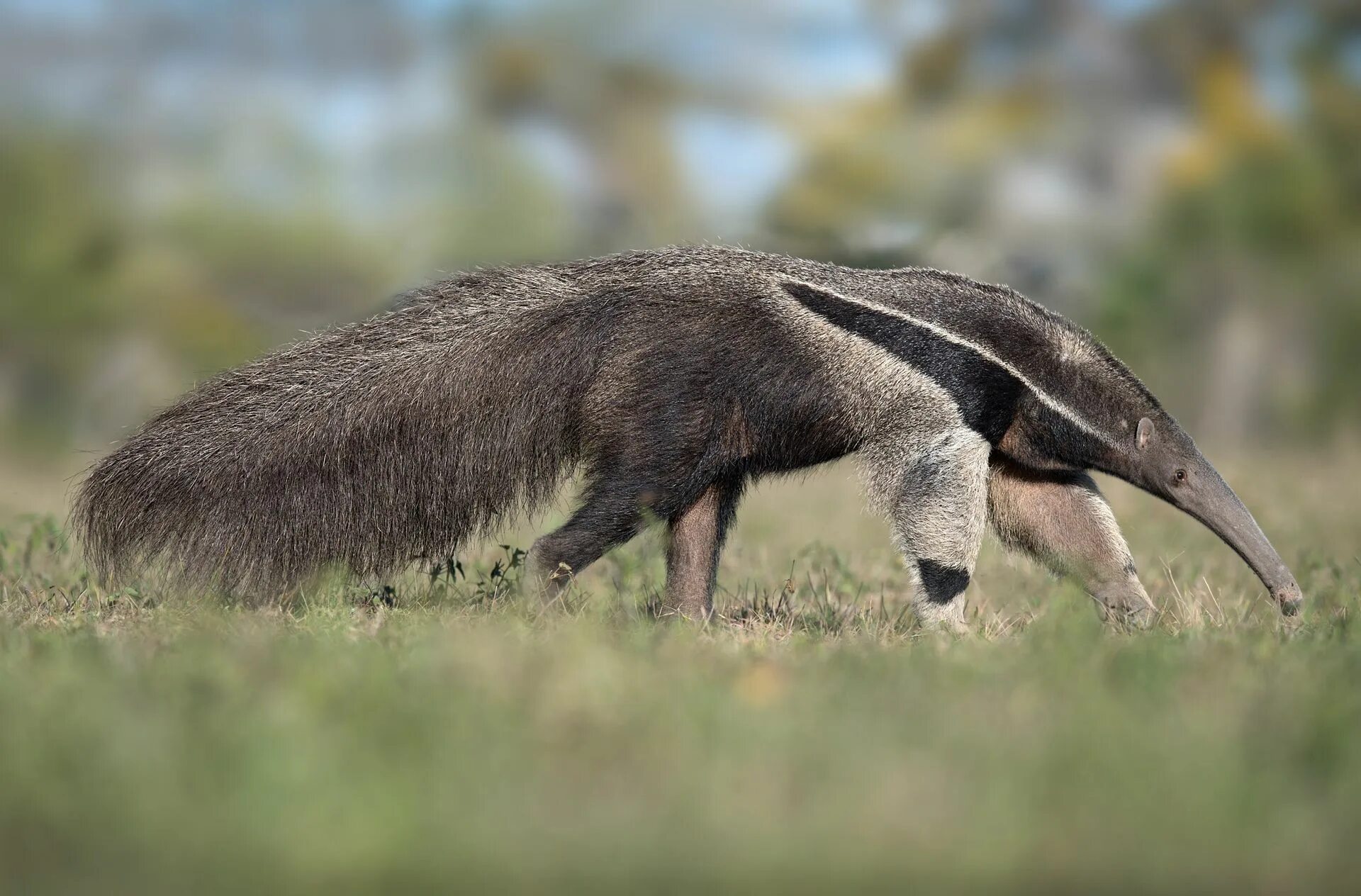 tamandua bandeira Pesquisa Google Pantanal, Giant anteater, Anteater