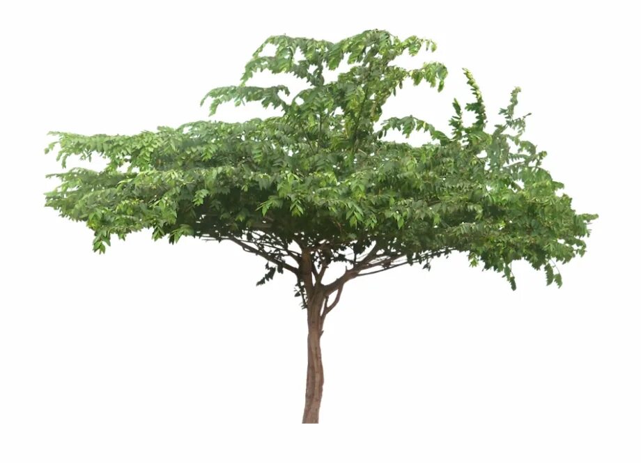 Sams tree