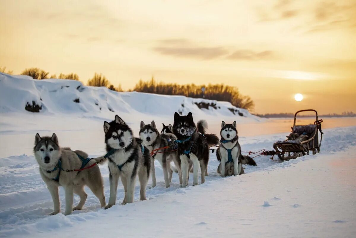 Сибирский хаски ездовой спорт. Собаки хмао. Камчатка берингия гонки на собаках. Собаки хмао. Ханты-мансийск собачья упряжка.
