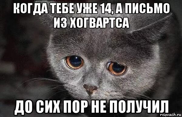 До сей пор не установлено. А ты до сих пор. сих пор. до сих пор не. бобби котик мемы.