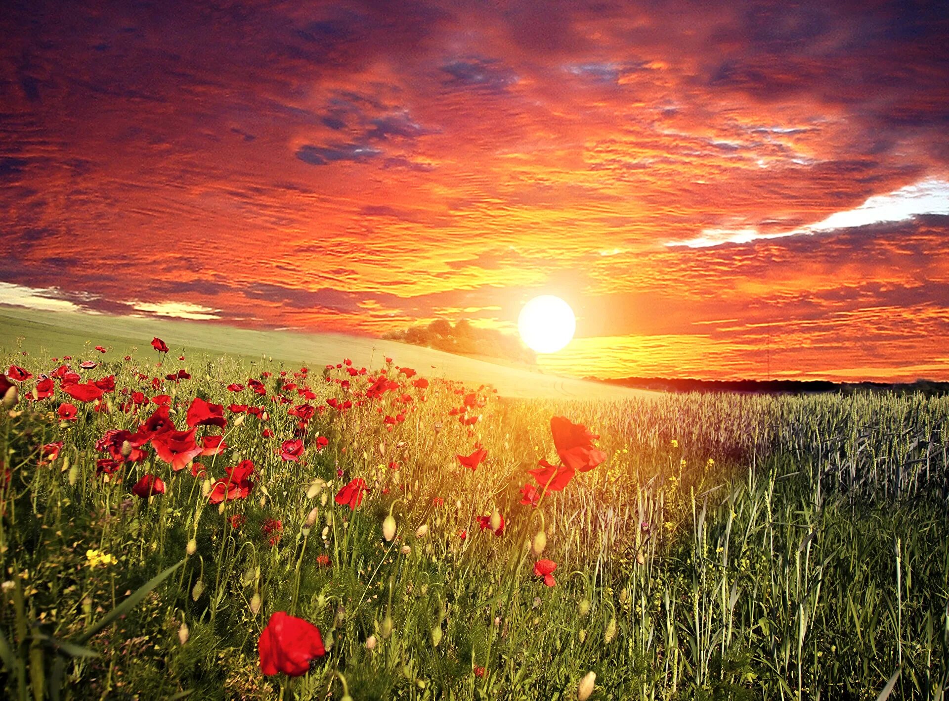 Лето красное прекрасное. Красивый рассвет. Рассвет солнца. Цветы на Восходе солнца. Солнечный пейзаж.