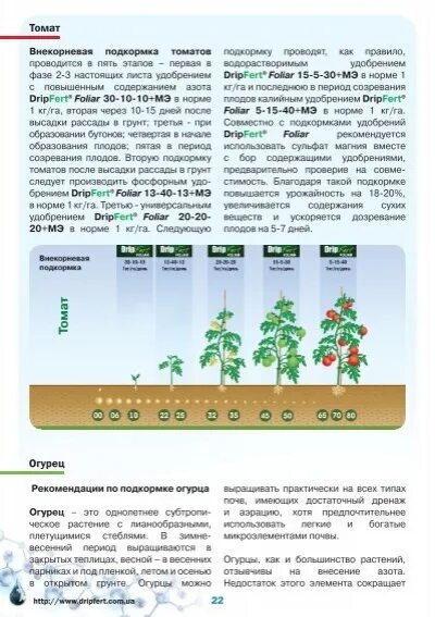 Схема подкормки томатов от рассады до сбора. Томаты фазы подкормки. Схема удобрения рассады томатов. Таблица поэтапного внесения удобрений для томатов. Схема удобрения для помидор в теплице.