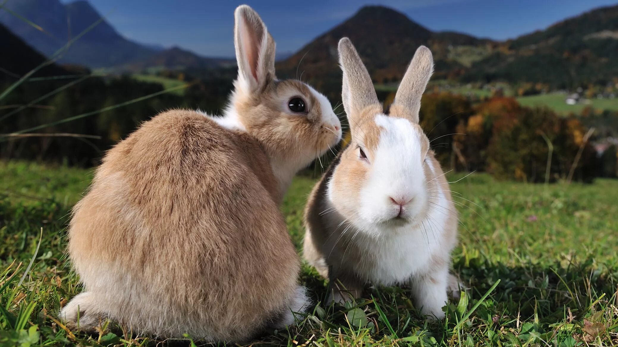 Фото играющих кроликов. Заяц и кролик фото рядом. Кролики узкая картинка. Кролики фото узкое. К чему снится кролик живой