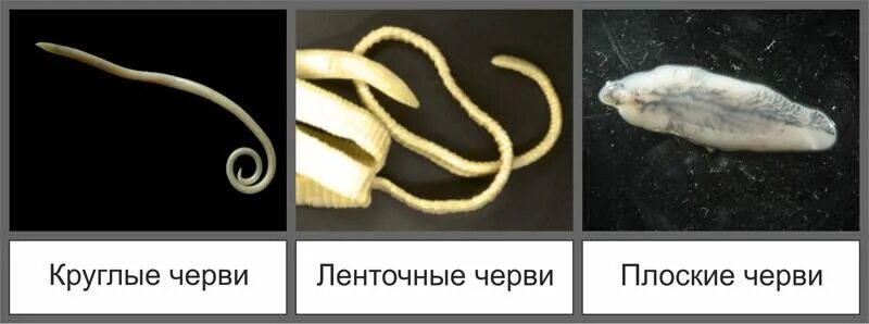 Паразиты паразитов называется