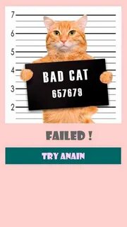 Wanted cat