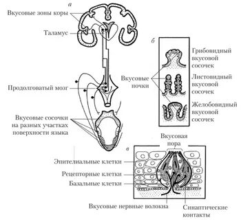 Проводниковый отдел вкусовой системы