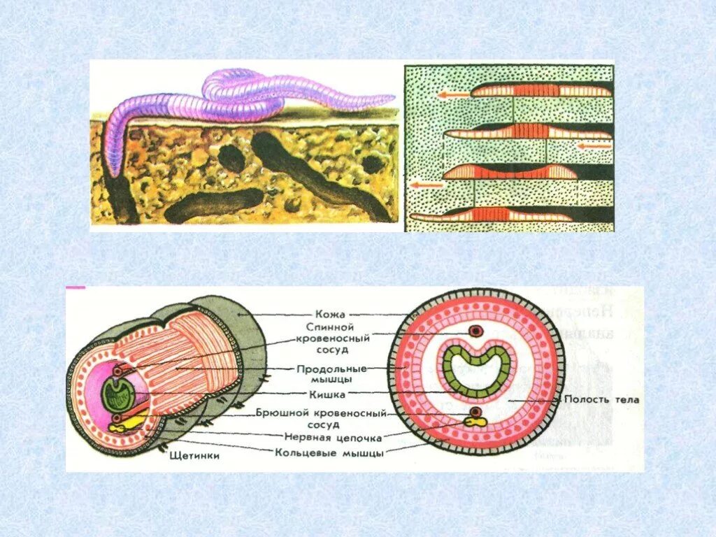 Кожно мускульный круглые черви. Тип круглые черви и кольчатые черви. Круглые и кольчатые черви биология 7 класс. Тип круглые плоские и кольчатые черви презентация. Кольчатые черви строение.