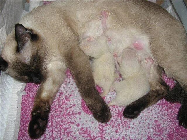 какие котята. какого цвета родятся котята. сиамские котята рождаются. новорожденные котята сиамской кошки. черный и белый котенок.