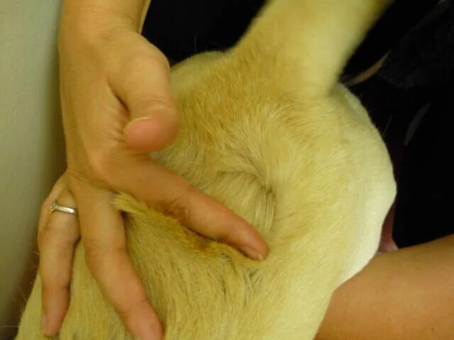 Блохи собак на людей переходят ли. Блохи собак на людей переходят ли. Блохи собак на людей переходят ли. Блохи собак на людей переходят ли. Блохи собак на людей переходят ли.