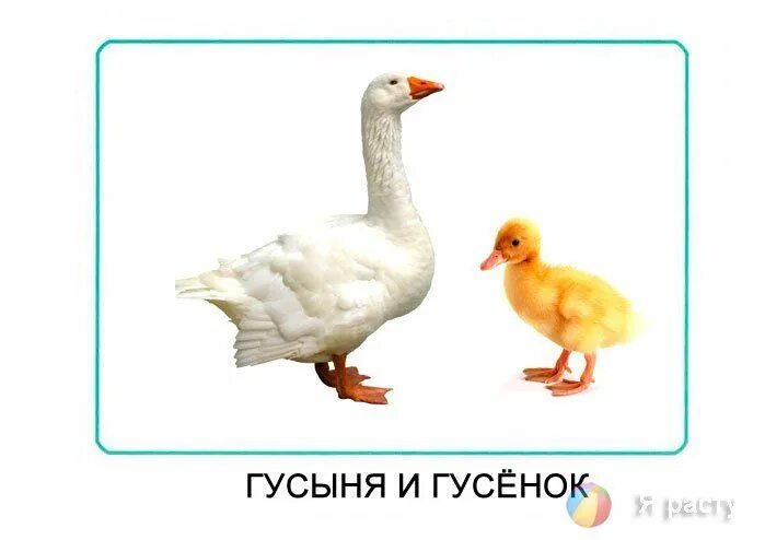 Гусь и гусенок составить предложение. Гусь карточка для детей. домашние птицы карточки для дошкольников. гусыня с гусенком для детей.