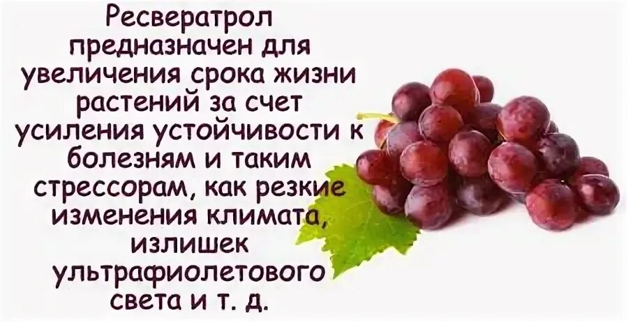Ресвератрол где содержится больше всего таблица. Ресвератрол содержится в продуктах. ресвератрол из винограда. ресвератрол содержится. ресвератрол в продуктах таблица.