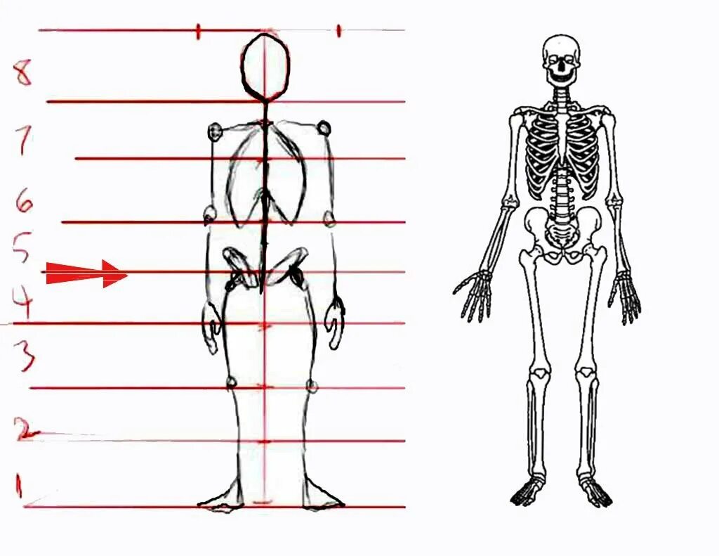 Скелет человека пропорции. Пропорции тела человека скелет. Анатомия скелета человека пропорции. Пропорции человеческого скелета. Рисунок насколько