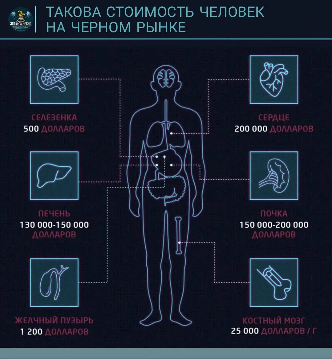 Самый дорогой орган человека. Сколько стоят органы человека. Стоимость человеческих органов. Органы человека на черном рынке. Цена органов человека.