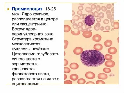 Ядро цитоплазма хроматин