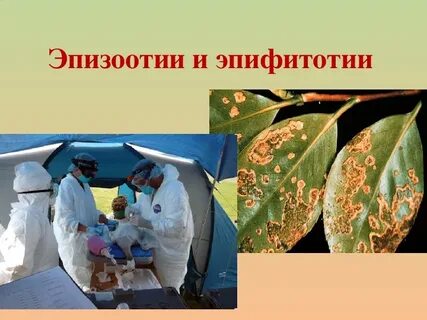 Пандемия эпизоотия