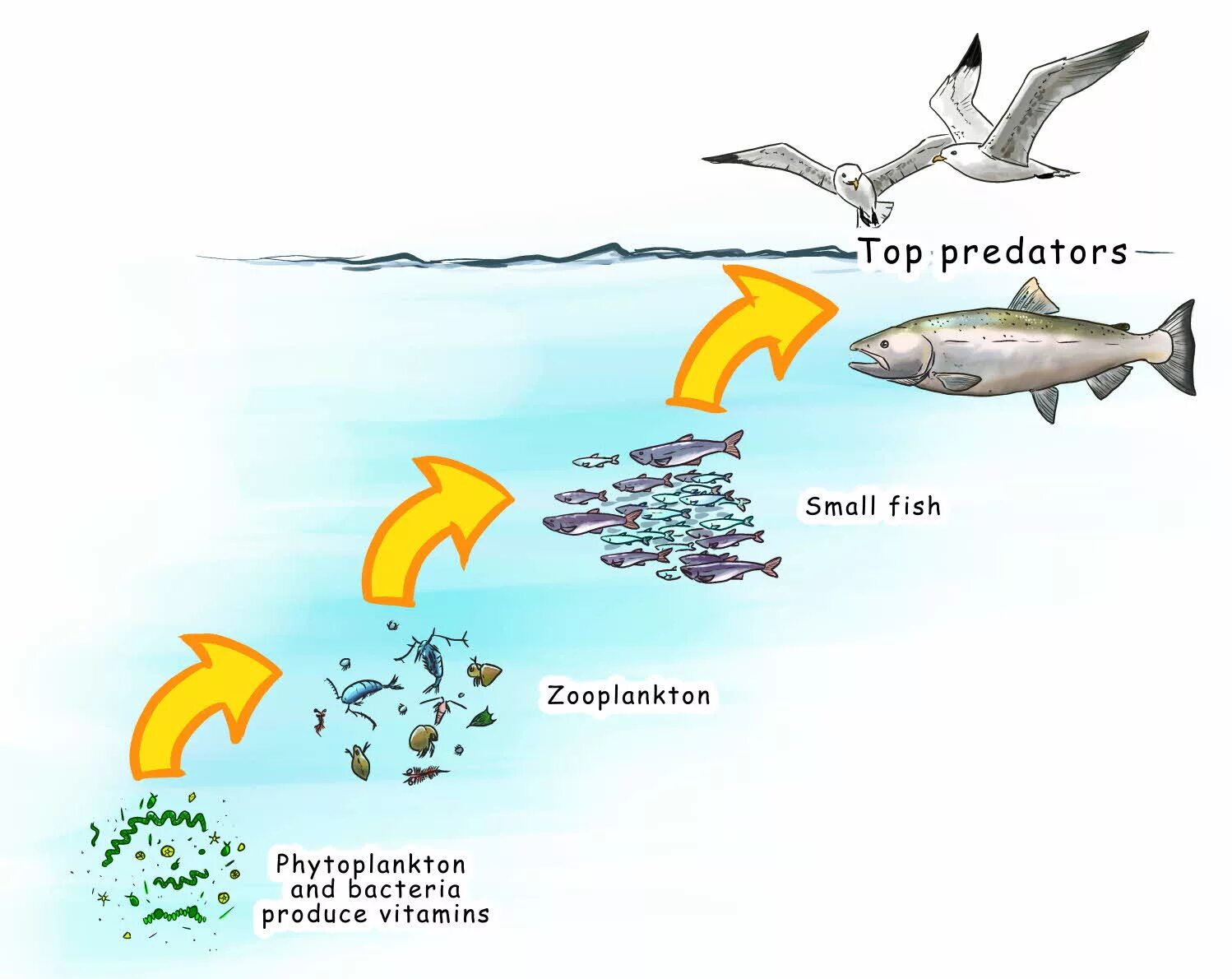 Цепь питания планктона. Пищевая цепь планктон. Плакат с видами лососевых рыб. Цикл жизни лососевых рыб. Жизненный цикл лососевых рыб.