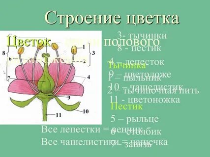 Рыльце строение