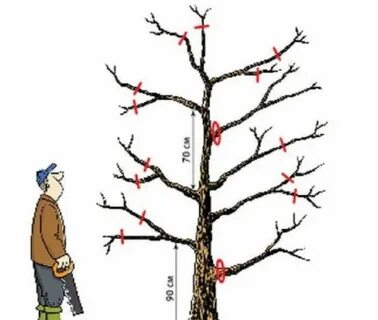 Можно ли обрезать яблоню в сентябре