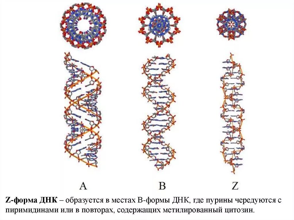 В- форма ДНК, А- И Z- формы ДНК.. Структура ДНК B форма. Типы спирали ДНК вторичной структуры. Строение ДНК В форма.