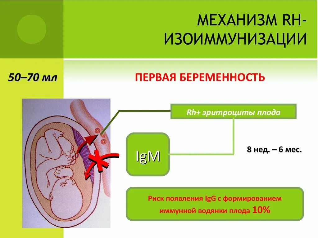 Резус прививка. Резус конфликт патогенез. Патогенез изоиммунизации. Резус Изоиммунизация. Патогенез резус иммунизации.