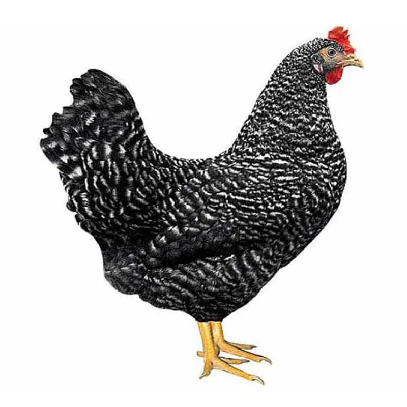 Дс 109 куры доминант. Дс 109 куры доминант. Доминант 109. Куры доминант 969. Доминант gs 959.