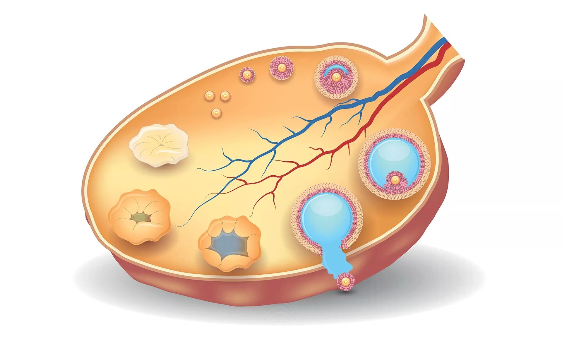 Фолликулы яичника анатомия. Оплодотворение яйцеклетки. Строение женского яичника. Болезни яйцеклетки. Мультифолликулярные яичники.