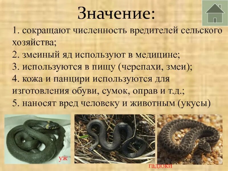 Какой элемент инфраглаза змеи выполняет. Змеи в природе. Роль змей в природе. Змея в природе и жизни человека. Змея значение в природе.