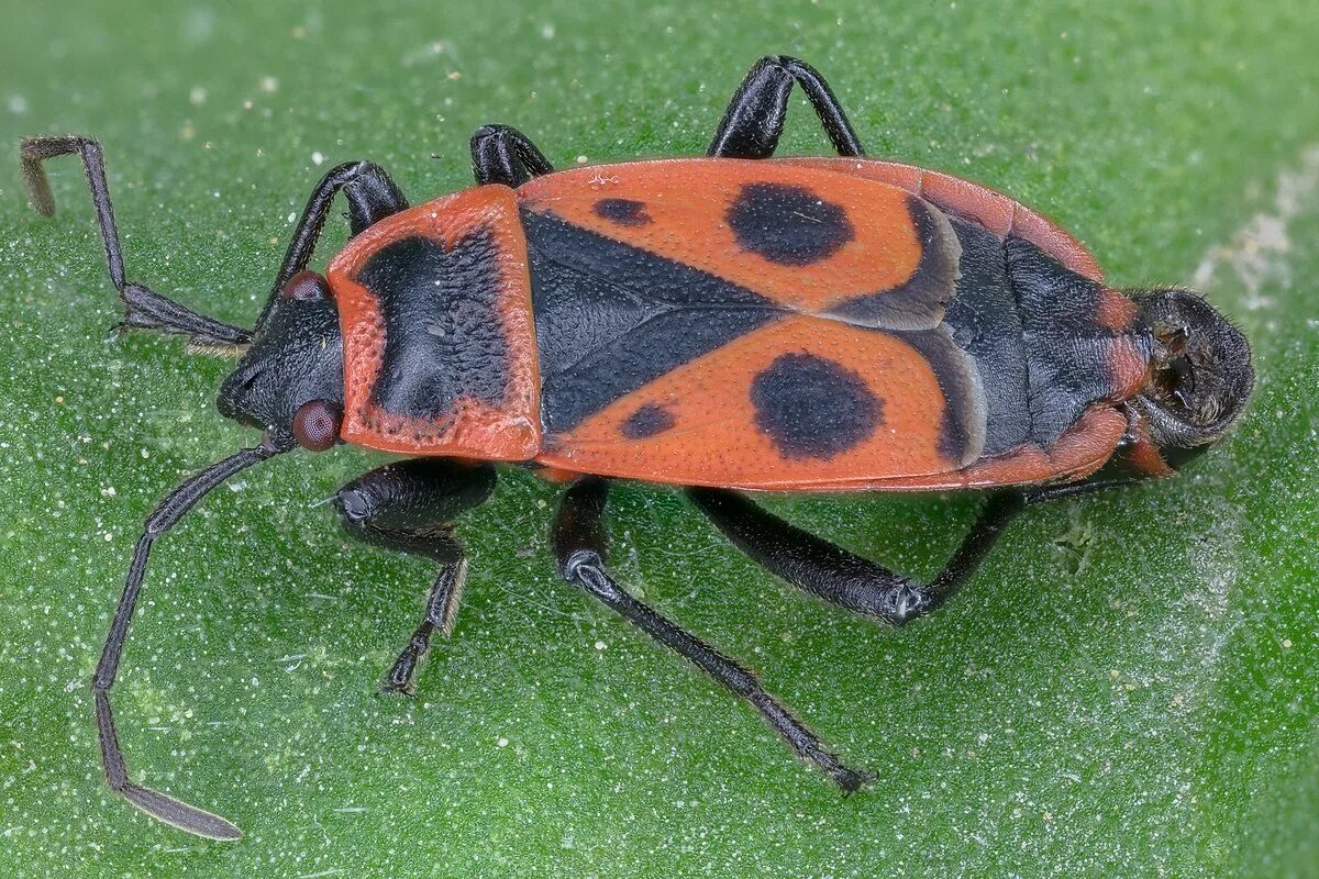 Насекомые солдатики фото. Клоп-солдатик – Pyrrhocoris apterus. Жук красноклоп солдатик. Клоп-солдатик - Pyrrhocoris apterus (l.. Красноклоп бескрылый ( клоп-солдатик) (Pyrrhocoris apterus).