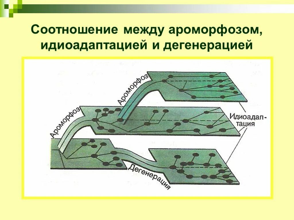 Схема путей биологического прогресса. Направления эволюции ароморфоз идиоадаптация. Направление биологического прогресса ароморфоз идиоадаптация. Направления эволюции биологический Прогресс и регресс идиоадаптация. Схема направление эволюции биологический Прогресс.