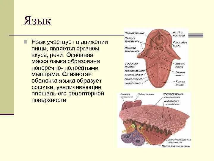 Язык как знаковая система презентация. Латеральные движения языка это. Язык участвует в процессе жевания. Стпоение ящвка. Язык участвует в процессе.