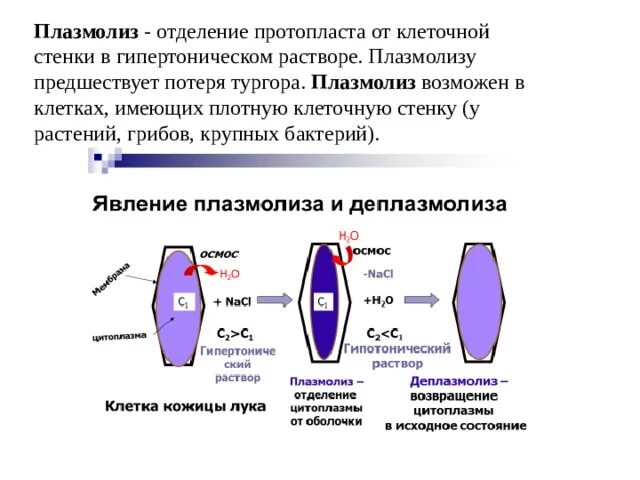 Отделение протопласта клетки от клеточной стенки