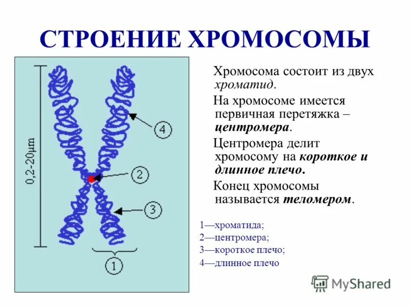 Как называется состав состоящий из