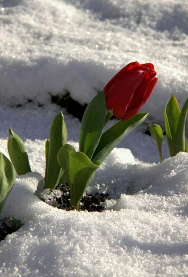 Какое завтра февраля. Цветы в снегу. Цветы под снегом. Тюльпаны под снегом. Снег весной.