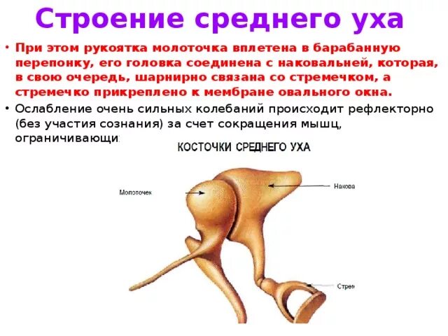 Строение стремечко уха. Среднее ухо анатомия строение. Строение и функции стремечко ухо. Строение молоточка среднего уха. В среднем ухе расположены 3