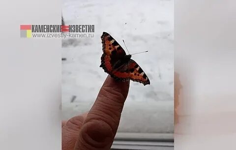 Бабочка в доме зимой