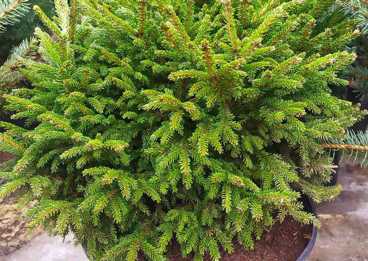 Picea aurea