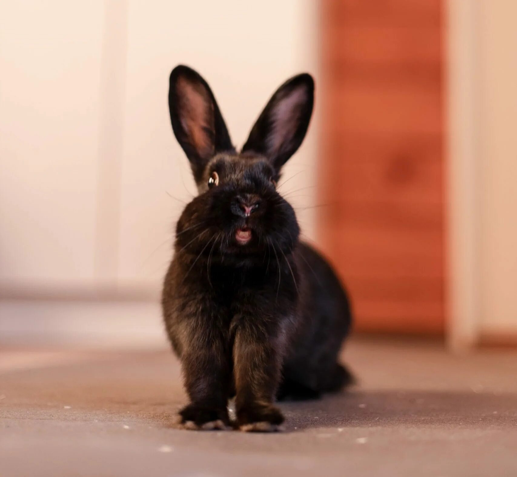 24 год год кролика. Черный кролик. Новогодний черный кролик. Маленький черный кролик. Черный водяной кролик.