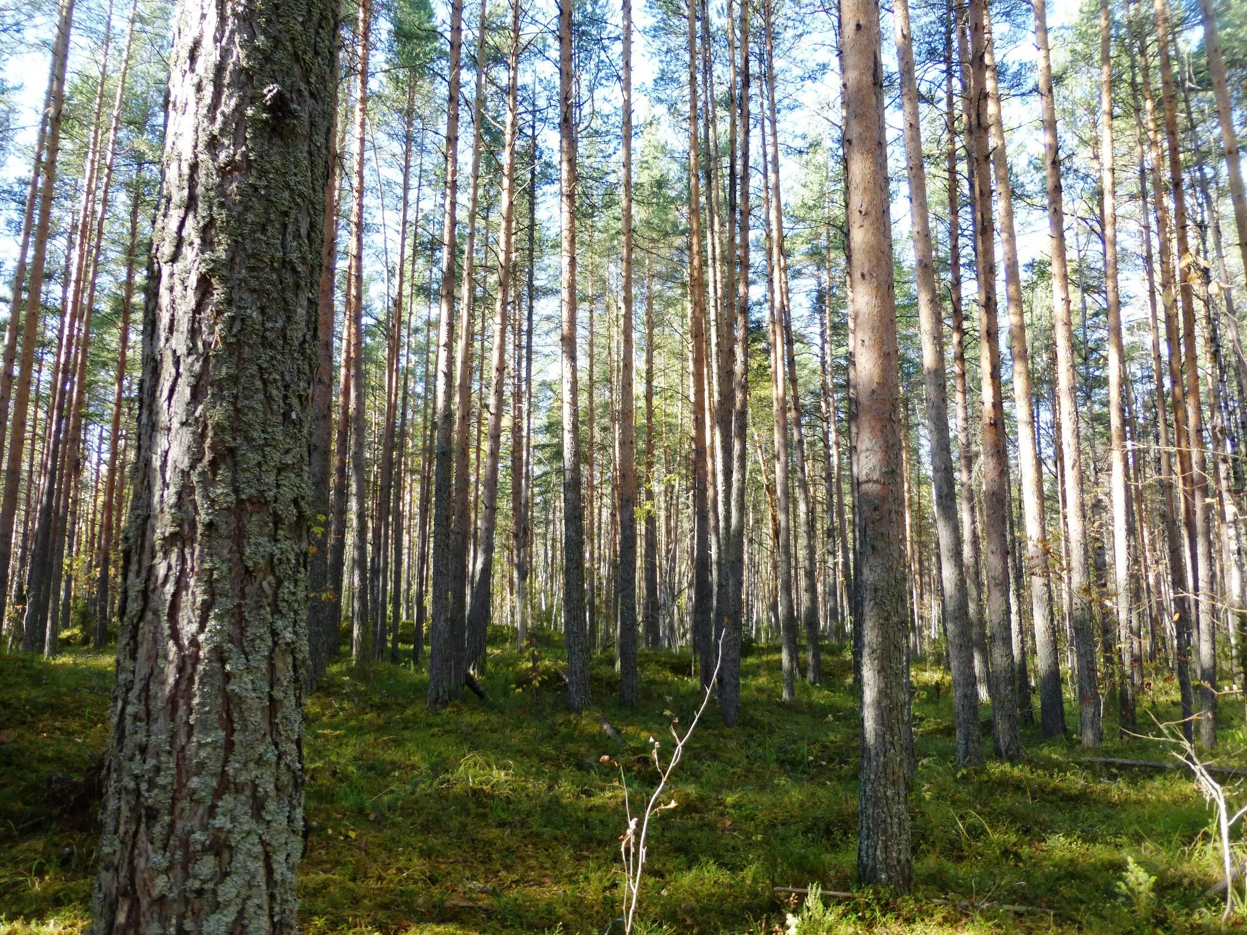 Karelia 1
