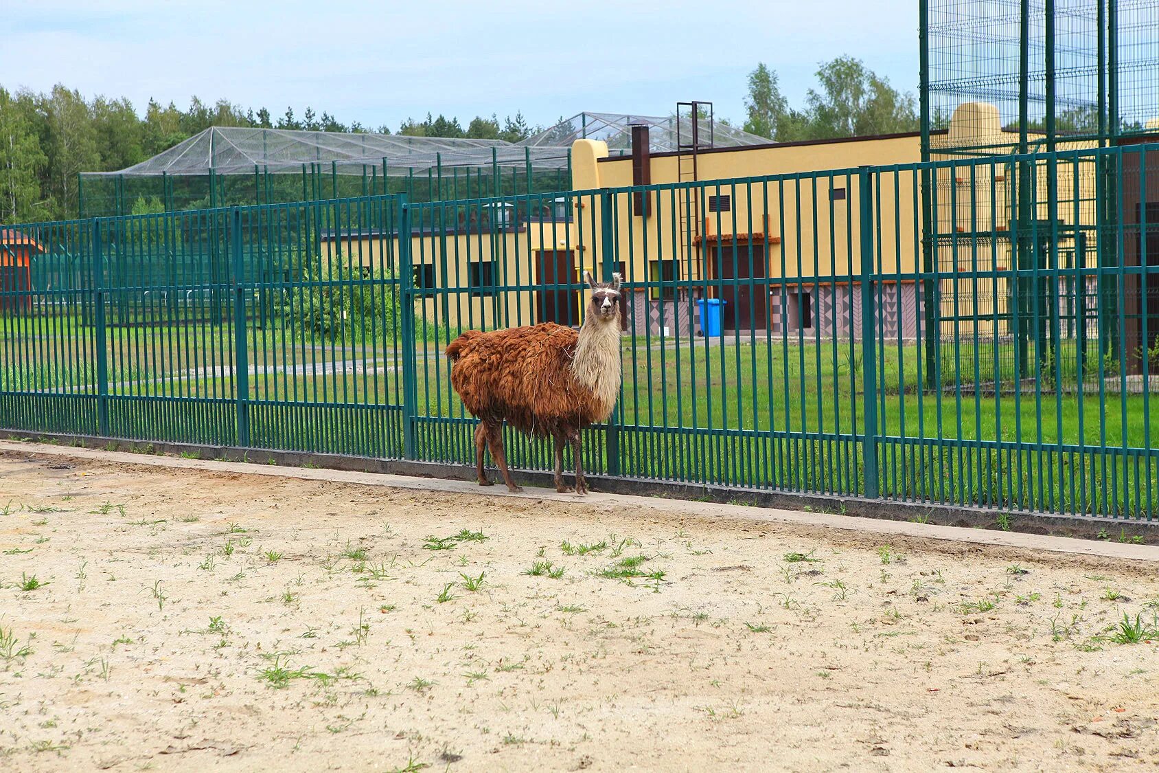 Зоопарк белгород фото. Город белгород зоопарк. Белгородский зоопарк белгород. Зоопарк белгород. Зоопарк белгород.