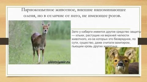 Морфологический критерий северного оленя