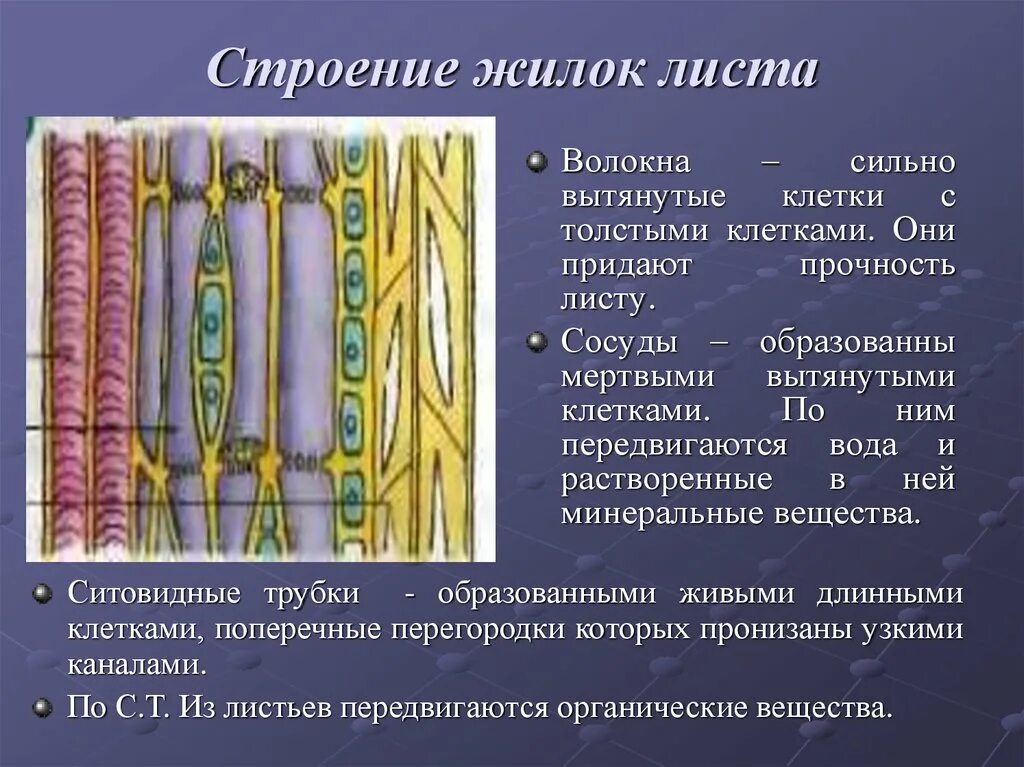 Строение и функции ситовидных трубок ,сосудов и волокна у листа. Жилка листа волокна ситовидные трубки. Сосуды листа функции. Функции волокон листа 6 класс. Сильно вытянутые клетки