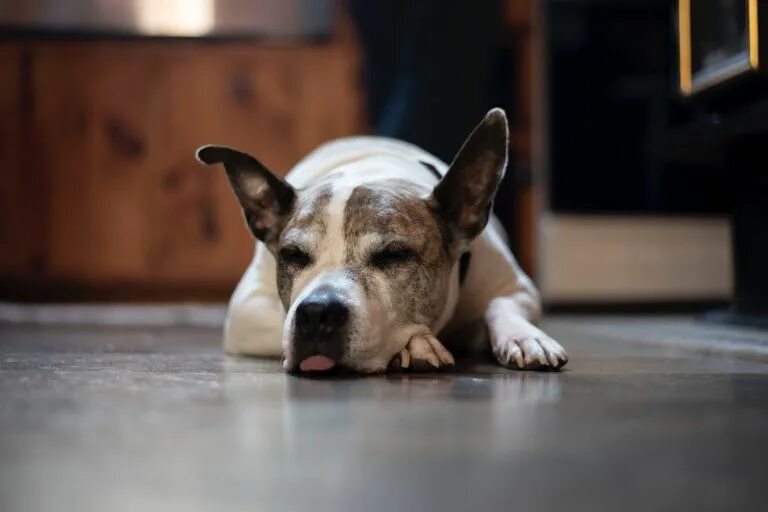 Собака облизывается пол. Собака лизнула пол. Собака читает. На полу лижит дог.