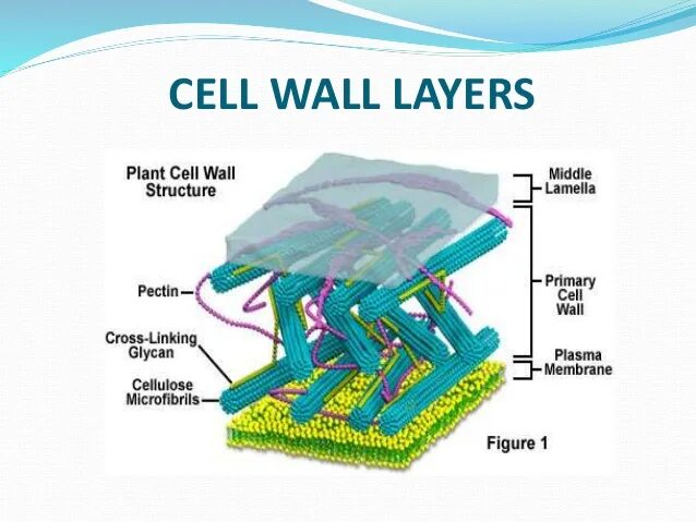 Клеточная стенка. Plant Cell Wall structure. Клеточная стенка 3д модель. Где клеточная стенка.