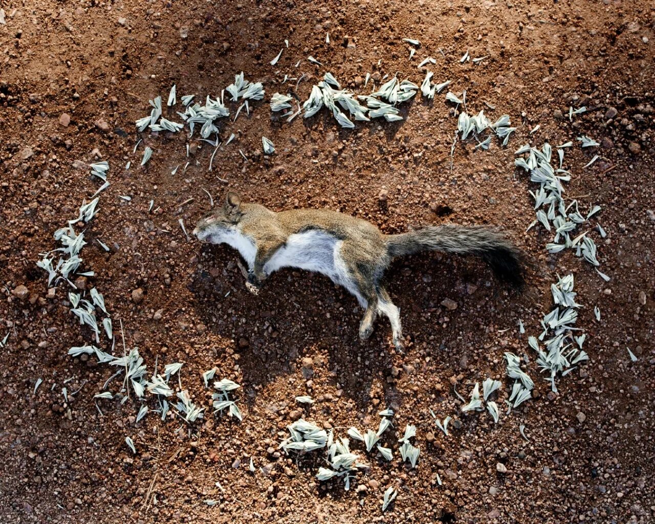 организм питающийся мертвыми животными