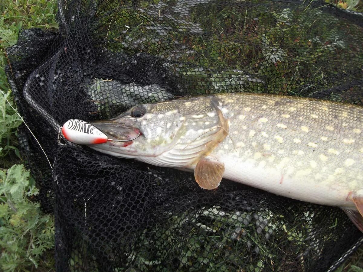 щука донская. рыбалка на дону в волгоградской области 2021. щука на спиннинг башкортостан места. щука на водохранилище. русловая щука.