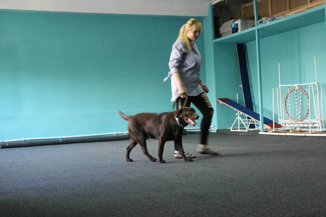 Dogs hall